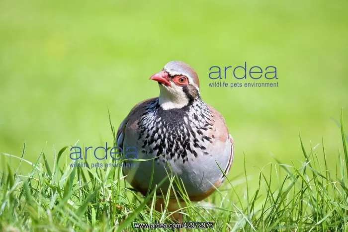 : Red-legged Partridge : Red-legged Partridge