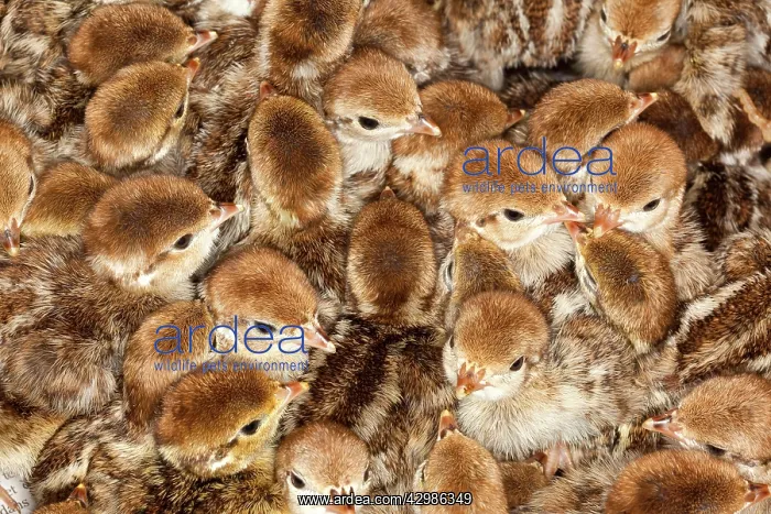 : Red legged Partridge : Red legged Partridge
