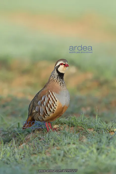 : Red-Legged Partridge : Red-Legged Partridge