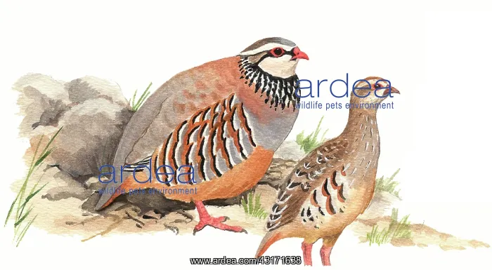 : Red-legged Partridge : Red-legged Partridge