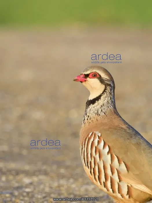 : Red-legged Partridge : Red-legged Partridge