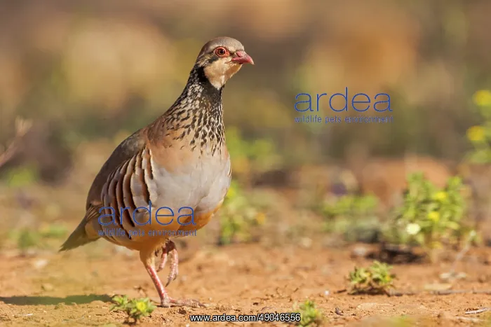 : RED LEGGED PARTRIDGE : RED LEGGED PARTRIDGE