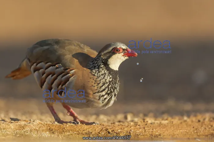 : RED LEGGED PARTRIDGE : RED LEGGED PARTRIDGE