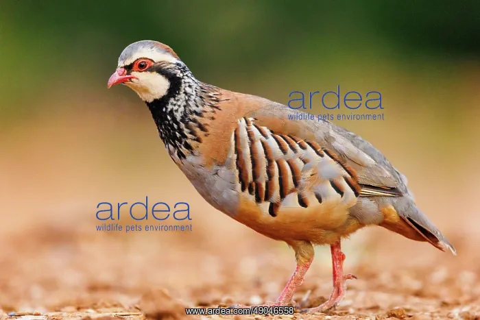 : RED LEGGED PARTRIDGE : RED LEGGED PARTRIDGE