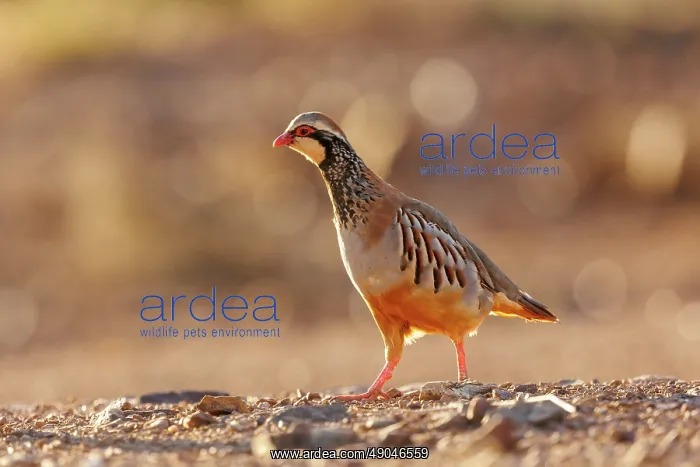 : RED LEGGED PARTRIDGE : RED LEGGED PARTRIDGE