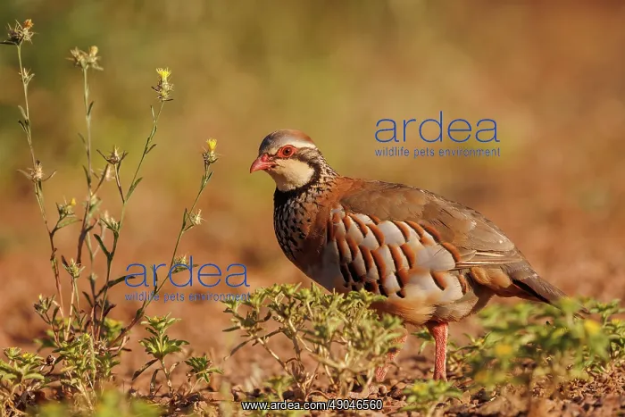 : RED LEGGED PARTRIDGE : RED LEGGED PARTRIDGE