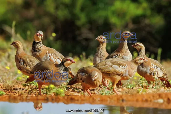 : RED LEGGED PARTRIDGE : RED LEGGED PARTRIDGE