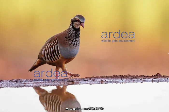 : RED LEGGED PARTRIDGE : RED LEGGED PARTRIDGE
