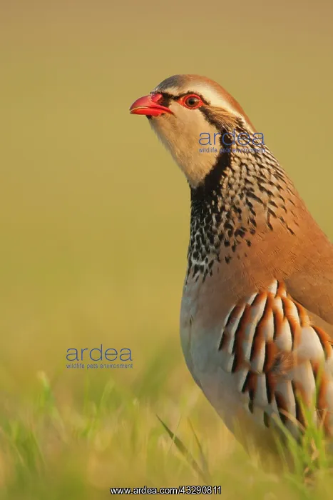 : Red-legged Partridge (Alectoris rufa) adult, calling : Red-legged Partridge (Alectoris rufa) adult, calling