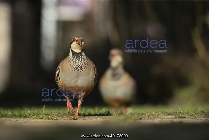 : Red legged partridge (Alectoris rufa) two adult game birds on a garden path : Red legged partridge (Alectoris rufa) two adult game birds on a garden path