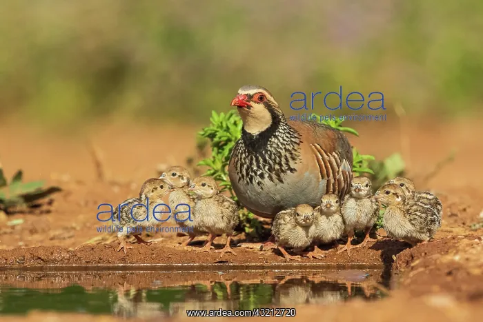 : Red-legged Partridge (Alectoris rufa) and its chicks : Red-legged Partridge (Alectoris rufa) and its chicks
