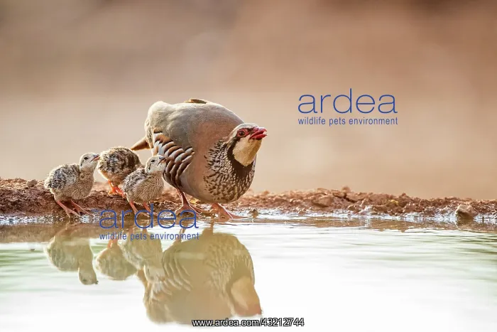 : Red-legged Partridge (Alectoris rufa) and its chicks : Red-legged Partridge (Alectoris rufa) and its chicks