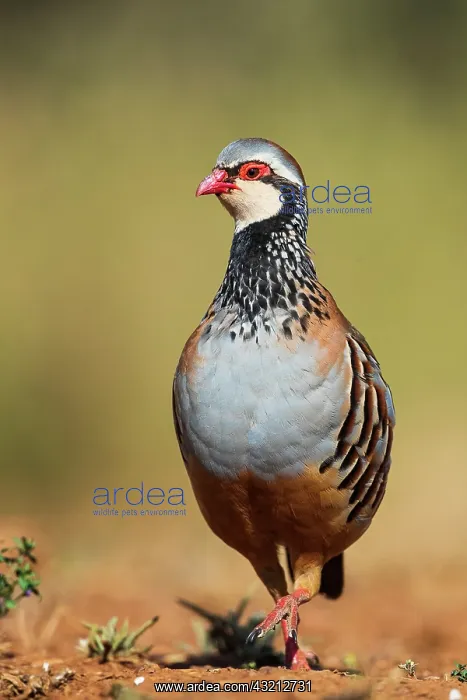 : Red-legged Partridge (Alectoris rufa) walking, Castilla : Red-legged Partridge (Alectoris rufa) walking, Castilla