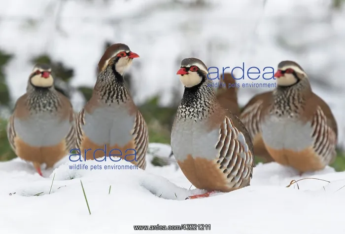 : Red-legged partridge (Alectoris rufa) walking in : Red-legged partridge (Alectoris rufa) walking in