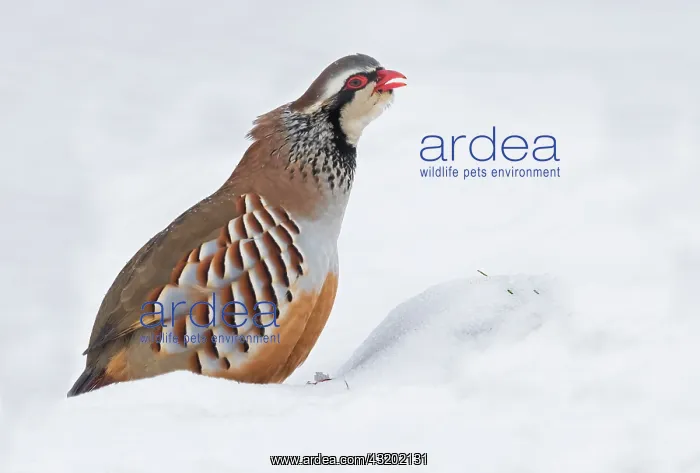 : Red-legged partridge (Alectoris rufa)standing in : Red-legged partridge (Alectoris rufa)standing in