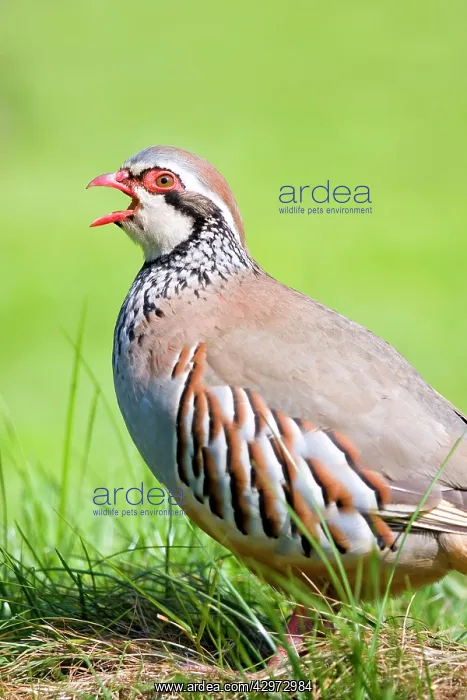 : Red-legged Partridge - calling : Red-legged Partridge - calling