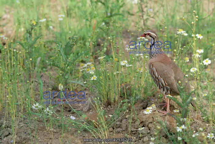: Red-legged Partridge - and chick : Red-legged Partridge - and chick