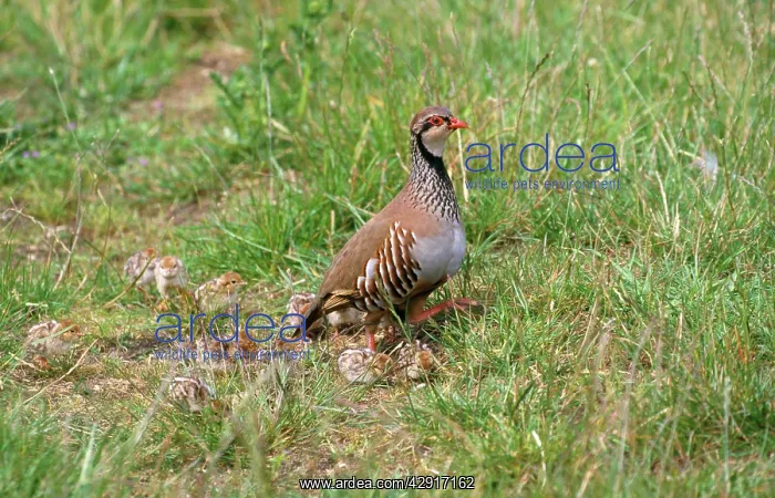 : Red-legged Partridge - with chicks : Red-legged Partridge - with chicks