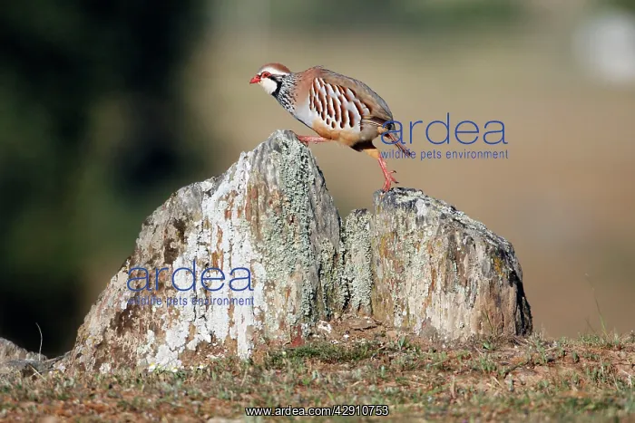 : Red-legged Partridge - climbing across stones : Red-legged Partridge - climbing across stones