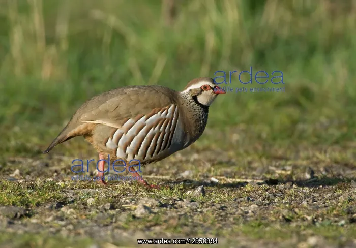 : Red-legged Partridge - in early morning sunshine : Red-legged Partridge - in early morning sunshine