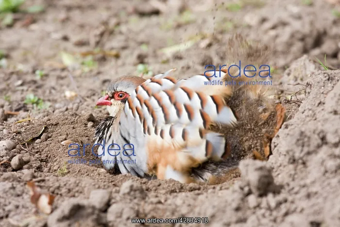 : Red Legged Partridge - having dust bath in earth scrape : Red Legged Partridge - having dust bath in earth scrape