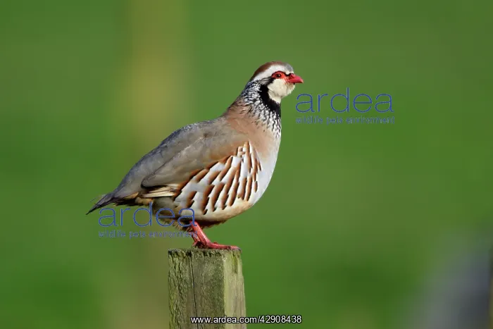 : Red-Legged Partridge - male calling from fence post : Red-Legged Partridge - male calling from fence post