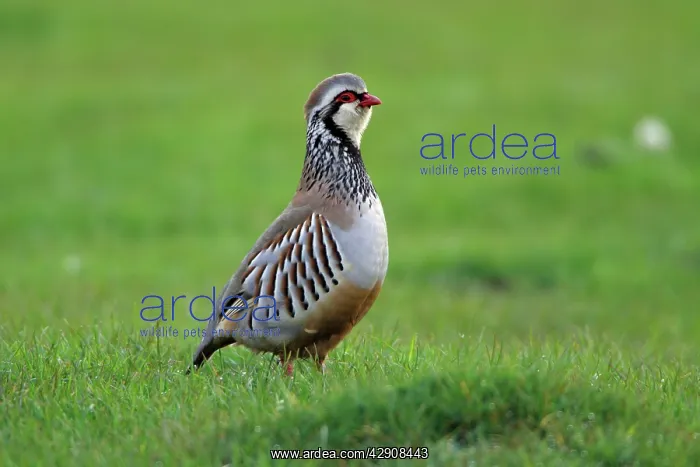 : Red-Legged Partridge - male calling from meadow : Red-Legged Partridge - male calling from meadow