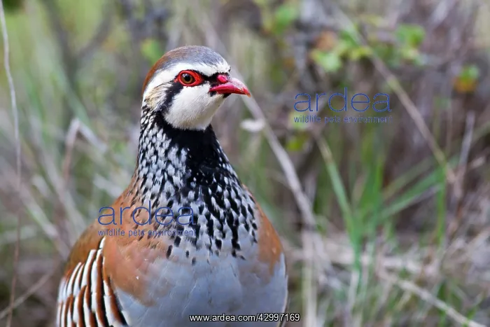 : Red-legged Partridge. near Guadalajara, Castilla : Red-legged Partridge. near Guadalajara, Castilla
