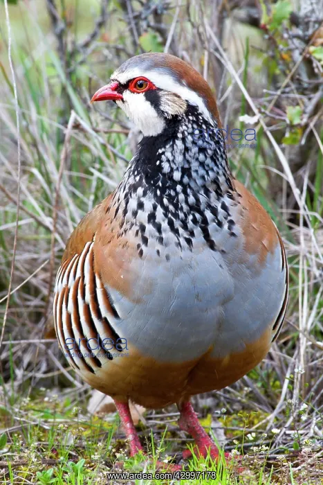 : Red-legged Partridge. near Guadalajara, Castilla : Red-legged Partridge. near Guadalajara, Castilla