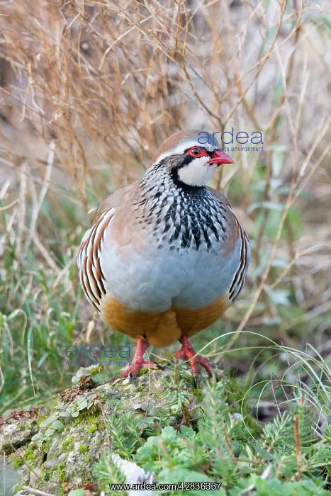 : Red Legged Partridge - Norfolk UK : Red Legged Partridge - Norfolk UK