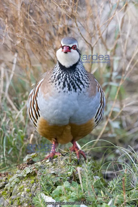: Red-legged partridge - Norfolk UK : Red-legged partridge - Norfolk UK
