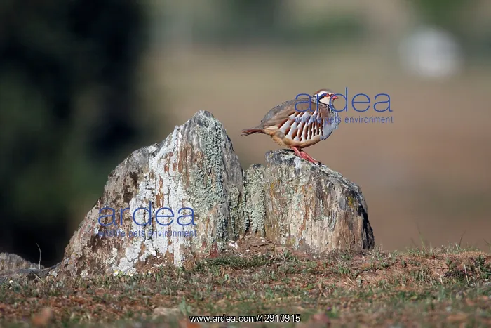  : Red-legged Partridge - perched on stones