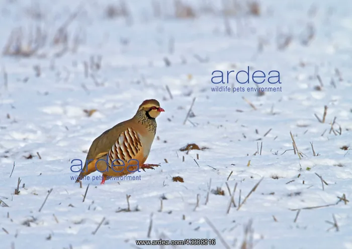 : Red-legged Partridge - running in snow : Red-legged Partridge - running in snow
