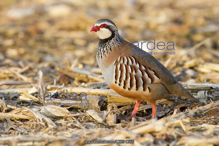 : Red Legged Partridge - single adult standing in a field : Red Legged Partridge - single adult standing in a field