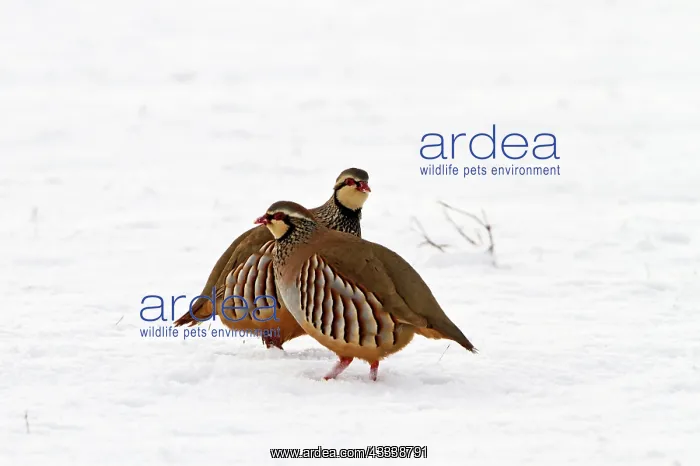 : Red-legged Partridge - two in snow : Red-legged Partridge - two in snow