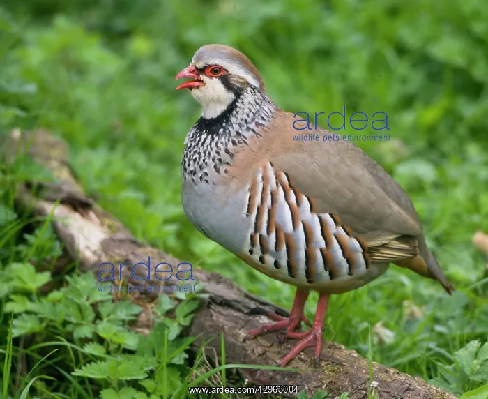 : Red-legged Partridge - stood on log - calling : Red-legged Partridge - stood on log - calling