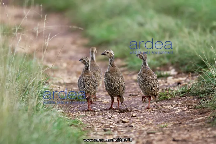 : Red-legged Partridge - Young : Red-legged Partridge - Young