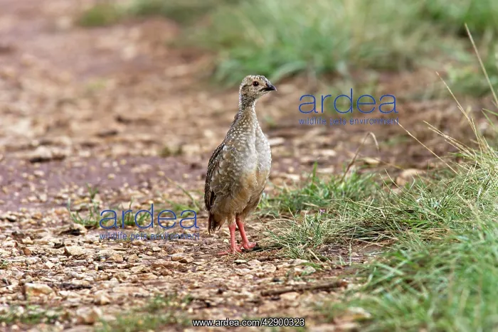 : Red-legged Partridge - Young : Red-legged Partridge - Young