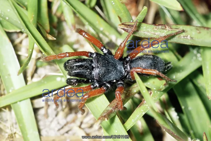 : Red-legged Purseweb Spider : Red-legged Purseweb Spider