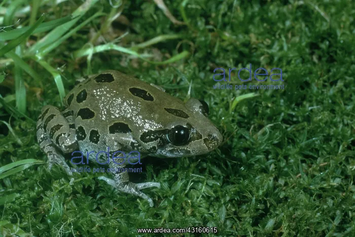: Red-Legged Running Frog : Red-Legged Running Frog