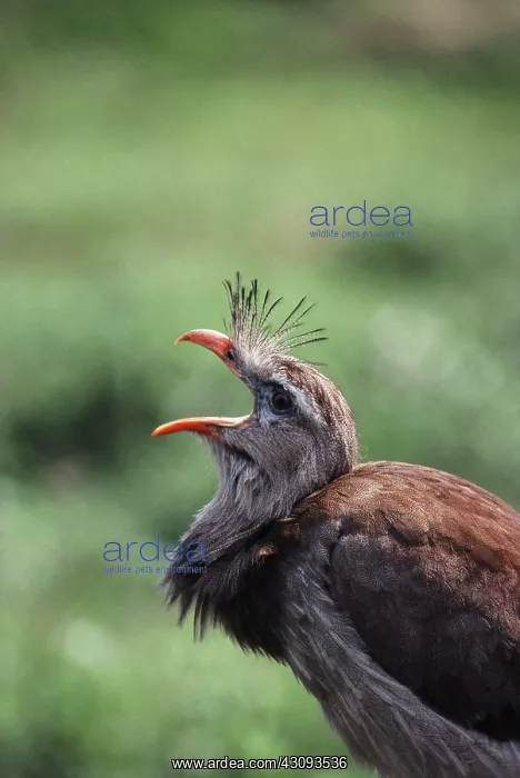 : Red-legged Seriema : Red-legged Seriema