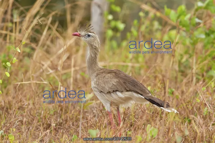 : Red-legged Seriema : Red-legged Seriema