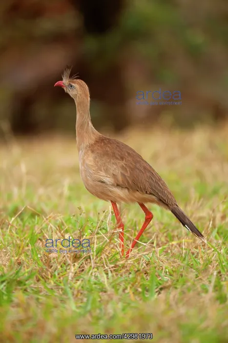 : Red-legged Seriema - one adult stalking over a pasture : Red-legged Seriema - one adult stalking over a pasture