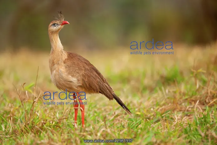 : Red-legged Seriema - one adult standing in a pasture : Red-legged Seriema - one adult standing in a pasture