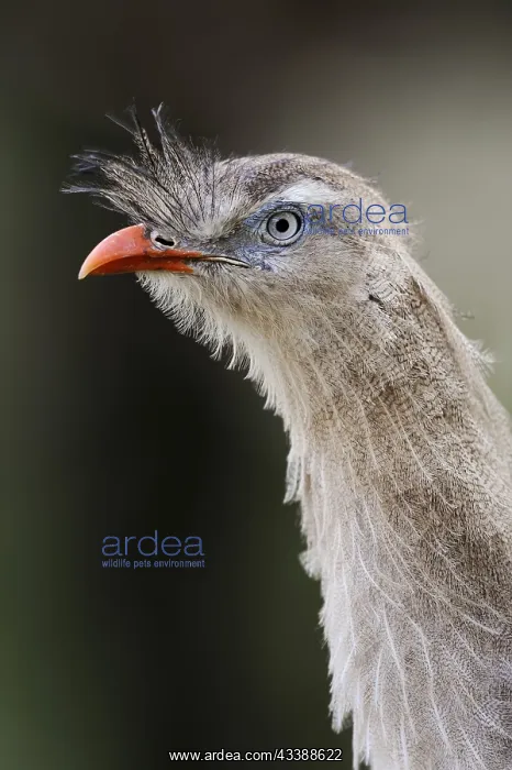 : Red-legged seriema (Cariama cristata), portrait : Red-legged seriema (Cariama cristata), portrait
