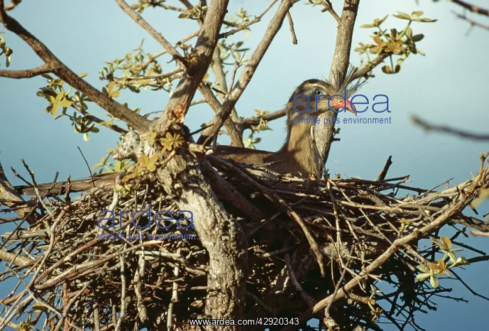 : Red-legged Seriema / Crested Cariama - in nest : Red-legged Seriema / Crested Cariama - in nest