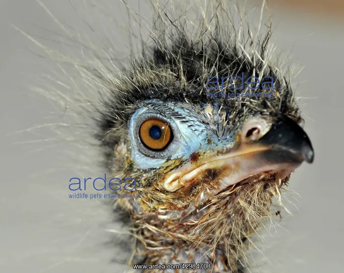 : Red-legged Seriema / Crested Cariama - newly hatched chick : Red-legged Seriema / Crested Cariama - newly hatched chick