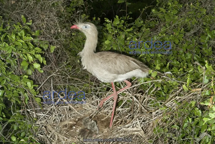 : Red-legged Seriema with Young : Red-legged Seriema with Young