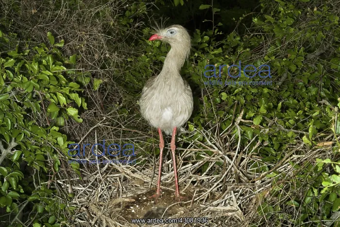: Red-legged Seriema with Young : Red-legged Seriema with Young