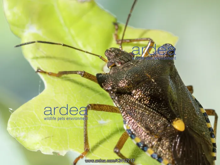 : Red Legged Shield Bug - Forest Bug - UK : Red Legged Shield Bug - Forest Bug - UK